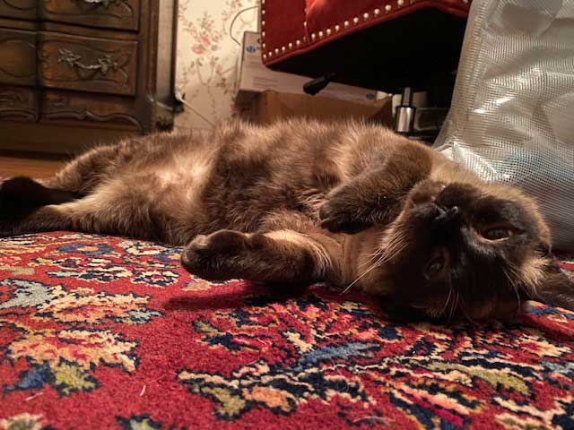 Cat on oriental rug is Cooper