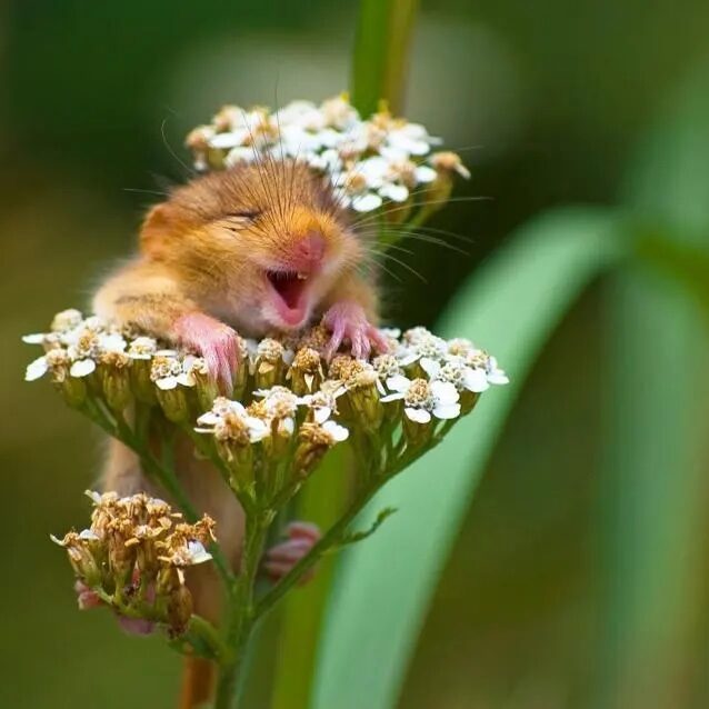 mouse mouse